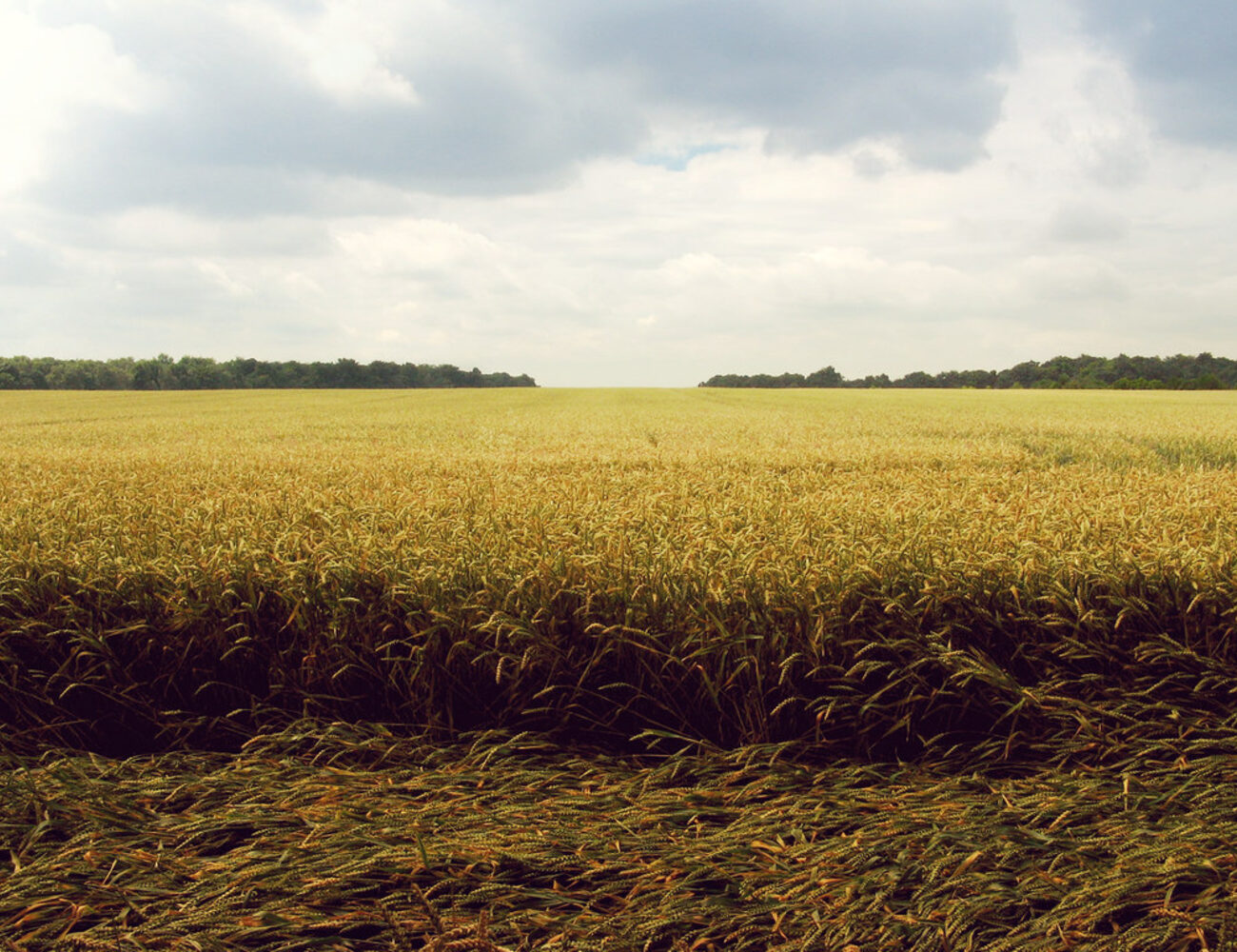 Champs et récoltes agricoles — SWAKEN